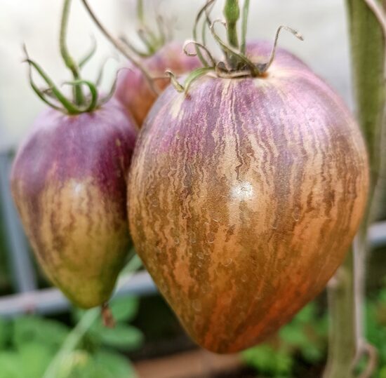 Вишнёвый Соловей